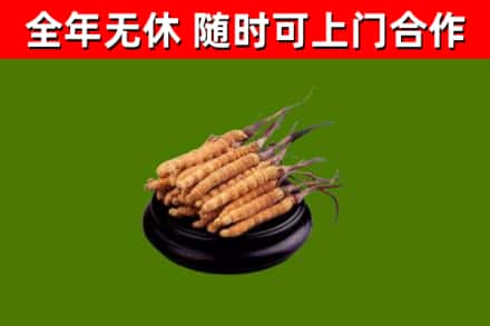 昭通回收冬虫夏草